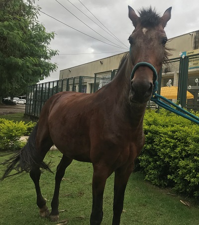 #PraCegoVer: Fotografia do cavalo Quinho. Ele é alto e possui cor marrom